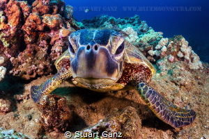 Hawaiian Honu by Stuart Ganz 